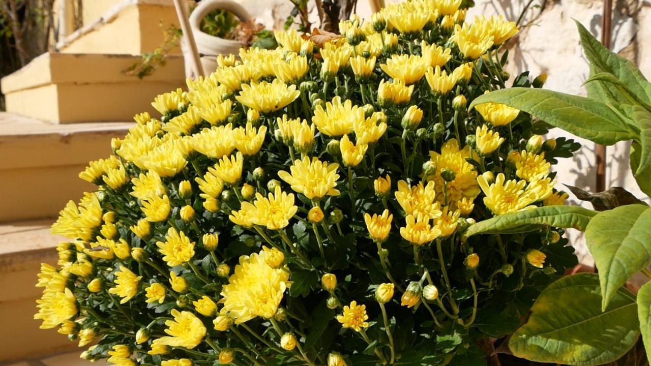 Bacu Abis B&B Del Viale المظهر الخارجي الصورة